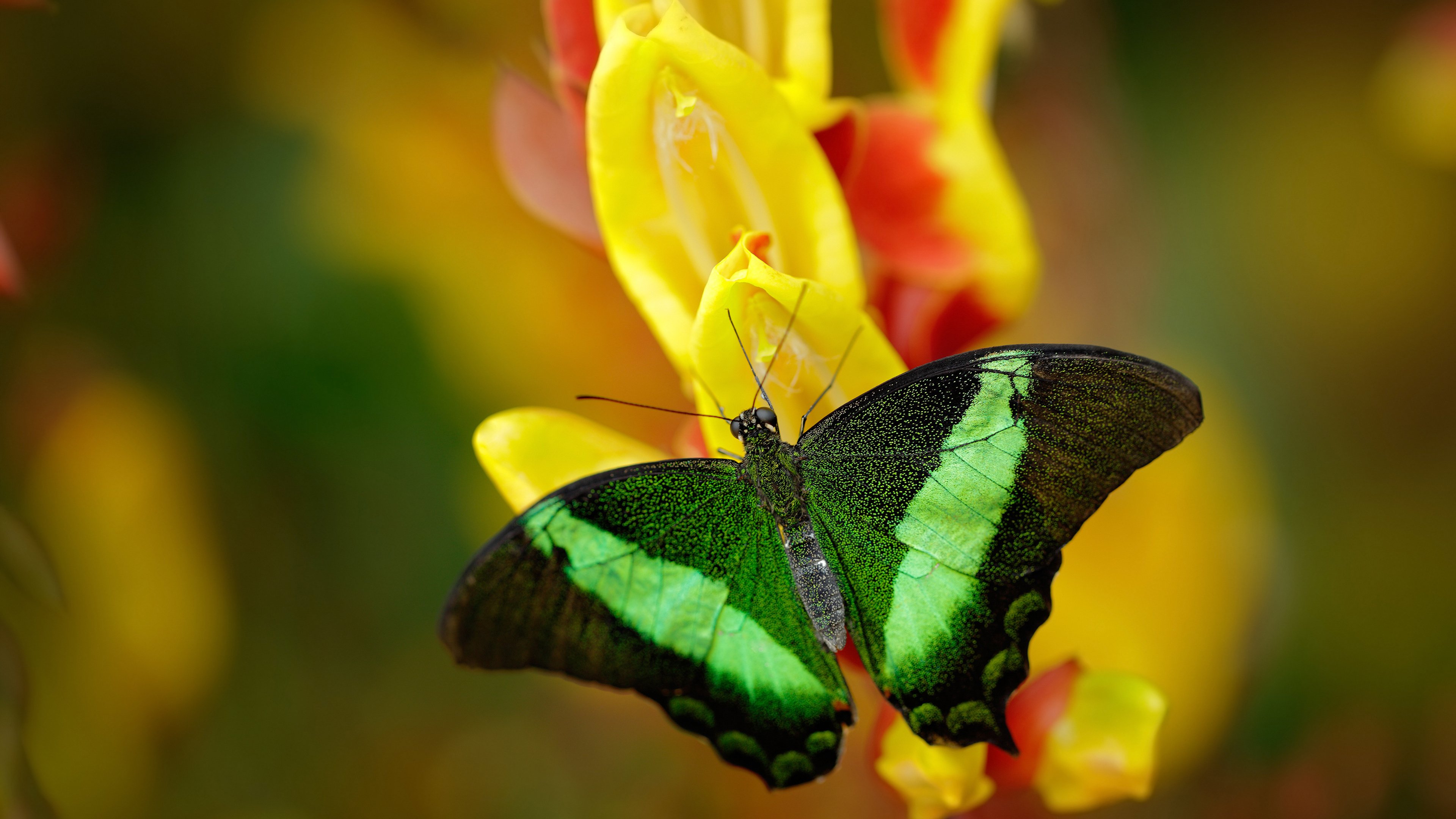 若日尼奥点射破局,英格兰铁血防守零封安哥拉